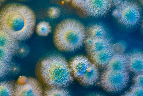Mold Testing and Sampling - Grizzly Home Inspections