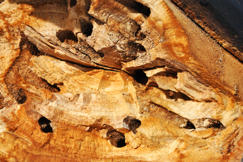 Inspección de Termitas y Organismos Destructores de Madera - Grizzly Home Inspections